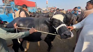 288K views · 14K reactions | ‎Bank Waly Bhai Ko New Business Start Karwa Diya | الحمدللہ آج 10 بھینسیں اور ایک سنڈا لے کر آئے‎ Part 35 | Waqar Bhindar Official. | Facebook