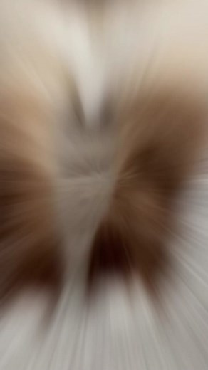 The Beautiful and Elegant Birman Cat