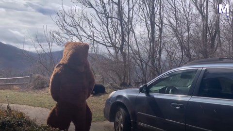 Creative man chases away black bear with the help of his furry bear costume