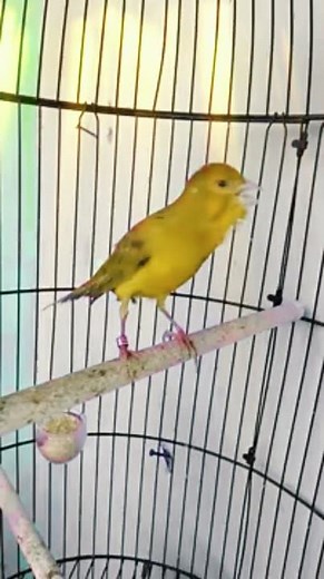 Canário Belga Dando um Show de Canto 🎶🔥 #Shorts #Canario #Passaros