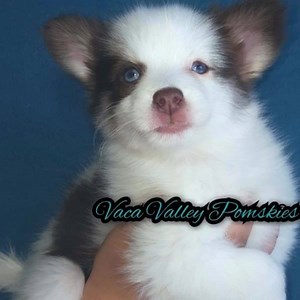 Fall is here and these 6 cuddle bugs are ready to cuddle up with their familes!! Currently accepting applications for Runty, Ruby, Razzle, Rocky, Raven, and Reese! | Pomskies of California-Vaca Valley Pomskies and Associates