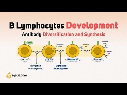 Antibody Diversification and Synthesis - B Lymphocytes Development