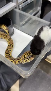 Pastel Hurricane clown małe feeding 👌 #snakelover #ballpythonlove #snek #royalpythons #morph #morphs #livingart #beardeddragon #herpetology #lizard #boa #animal #reptilelove #leopardgecko #snakelife #petsnake #gecko #clownballpython #ballpythoncollection #ballpythonmorphsofinstagram #exotic #nature #reticulatedpython #cornsnake #snakelove #snakekeeper #bananaballpython #boaconstrictor #lizards #piedballpython | Xclusive ball pythons