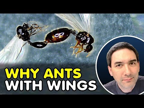 Why do some ANTS have WINGS?