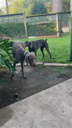 Bella (8), Caleb (5), and Mia (4) with our volunteer Rick. #fosteringsaveslives #weimrescueoftx #weimrescue #foster #adopt #blueweimaraner #weimaraner | Weimaraner Rescue of Texas