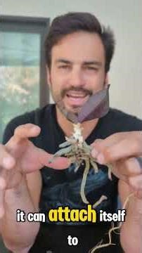 How to Grow Facehugger Orchids