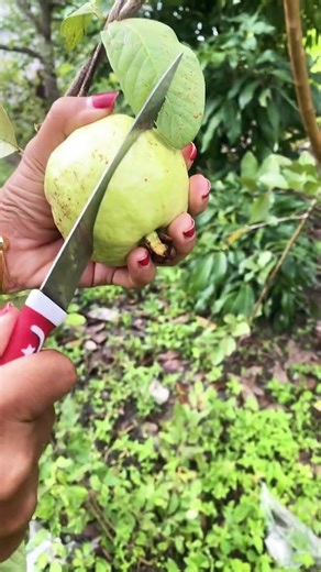 Jambu Kristal fresh #viralvideo