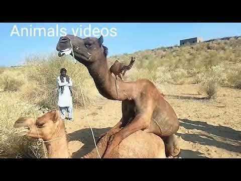 Camel Breeding Season in Thar Desert 🐪🌵Camel Meeting in TharNatural Camel Breeding