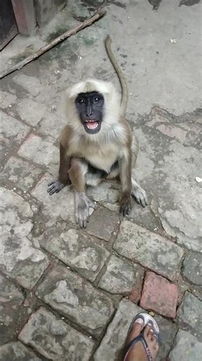 "शैतानी बंदर वाला"🐒 monkey video | bandar langur ki video #langurmonkey
