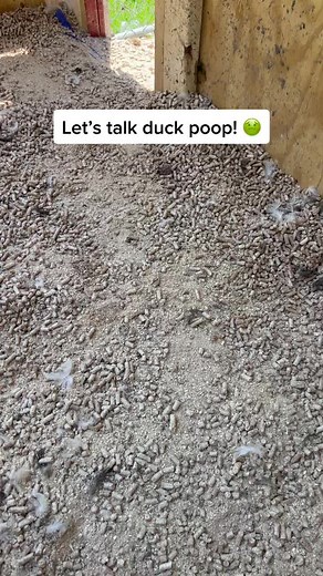 Let’s talk duck poop! 🤢