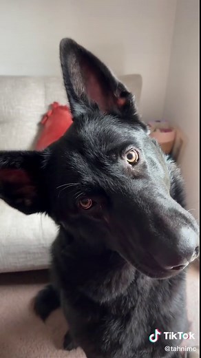 The way he tried to play it cool until the howl 😂 #gsd #bigdog #dogsound #dogsoundchallenge