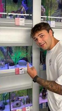 Meet Frank the fish, I been hiding him from you