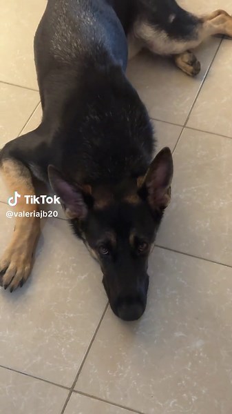 Yoshi needs a bath🫢