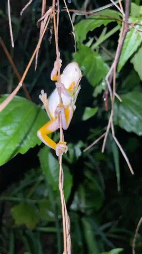 A pair of tree frogs climbing