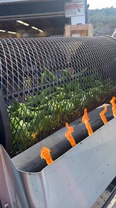 18K views · 203 reactions | ️ Hatch Chile roasting has officially...