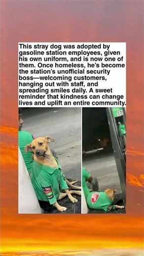 From Homeless To Security Boss 🐕⛽