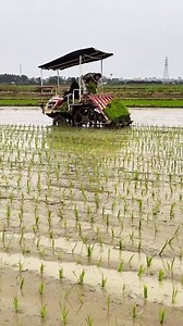 742 reactions · 49 shares | Dhan lagano machine  . . . . . . . . . #agriculture #ricetransplanter #paddytransplanter #farming #farmer #kubota #reels #fyp #kisan #khetibadi | 혽홡홪홚 혾홝홚홢홥 | Facebook