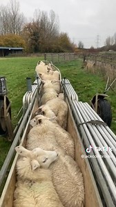 This farm dog is definitely jacked up on Mountain Dew 😂 Happy #FarmDogFriday ! 📹 jackcolebrooke via TikTok #FarmDog #FarmChores #GoodBoy | RFD-TV