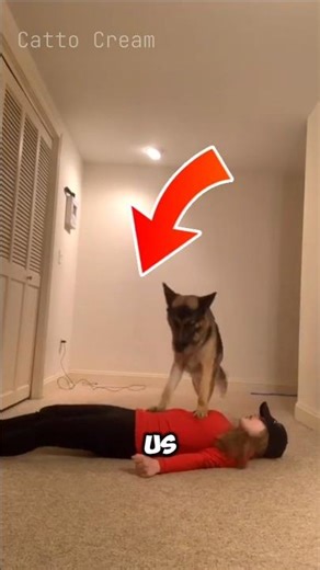 Dogs Really Do Love Their Humans #dog #dogowner #shorts
