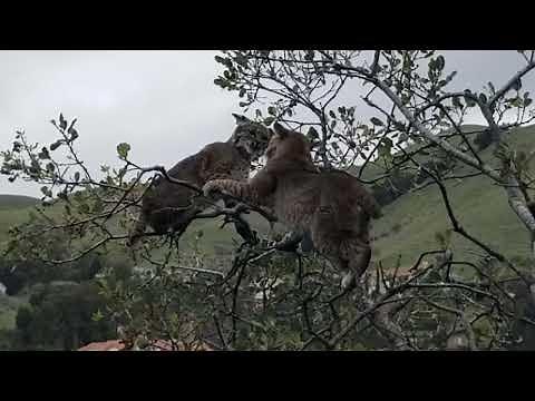 Bobcats fighting
