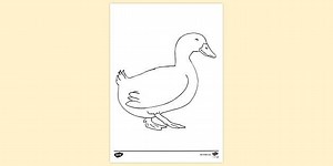 Cute Duck Colouring Page