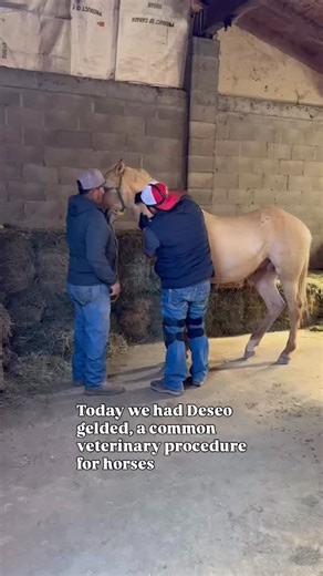 Jose Garcia on Instagram: "Gelding a horse, also known as castration, is a common veterinary procedure, it is done to help the horse become calmer, easier to handle, and safer for people and other animals. It is not done as a form of mistreatment, but as a responsible decision focused on the horse’s well-being and management. This procedure helps improve the horse’s quality of life and its behavior during work, ranch life, or trail rides. After castration, the horse requires proper care, monitor