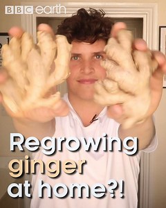 You can regrow ginger from scratch! 😲 | BBC Earth
