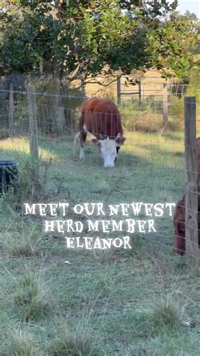 Been wanting to get some mini Hereford heifers to breed with our mini Hereford bull. | Kelley Farm