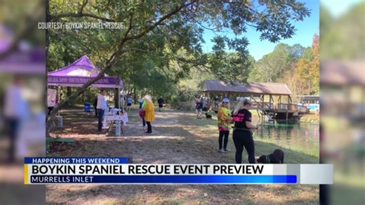 Murrells Inlet event celebrates Boykin Spaniel as South Carolina’s state dog, raises money for rescue