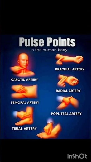 pulse points in the human body 👉