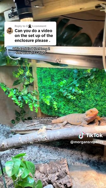 Setting Up the Ideal Tank for a 3-Month-Old Bearded Dragon