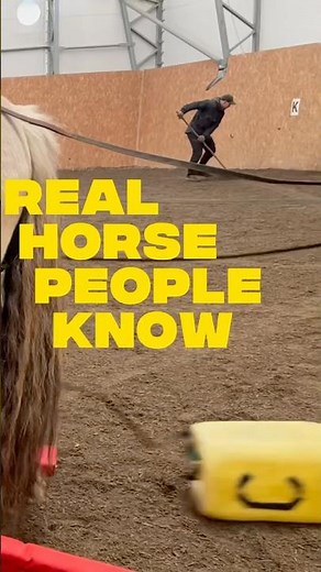 How to best break a horse to harness / carriage drive #horses #equestrian #grounddriving #fjordhorse