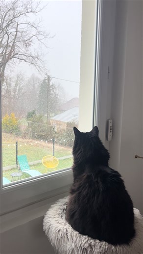 Oreo qui aime observer la neige tomber ❄️ #cat #cats #snow #catlover #cattok