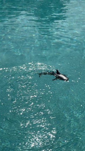 Mini tiburón acuático a control remoto #toys #forkids #toy #summertoys #BrilhaSemMedoEstácio