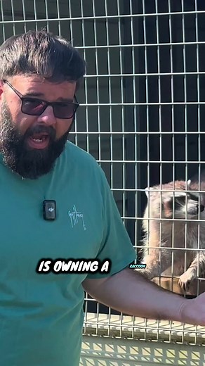 Is a Pet Raccoon Legal? Laws and Considerations