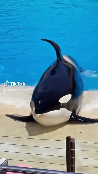 Experience the Joy of Swimming With Dolphins