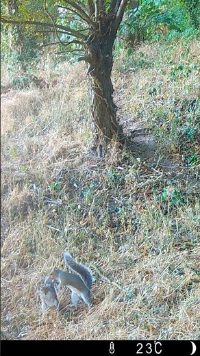 Mating squirrels