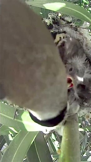 Goldfinch Nesting – Raised in the Wild (Extended HD)