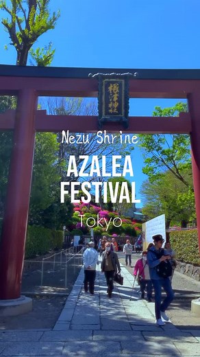 dekitabi on Instagram: "🌸✨Step into a world of color at the Nezu Shrine Azalea Festival (根津神社つつじ祭り), happening from April 1 to April 30! 💮 Over 3,000 azalea bushes in 100+ varieties bloom across a stunning hillside garden 🎨—a must-see hidden gem in Tokyo in spring. Wander the winding paths, soak in the sweet fragrance, and snap that perfect photo under a canopy of vibrant pinks, purples, and reds 🌺📸 The traditional charm of Nezu Shrine—with its vermilion torii gates and historic architectur