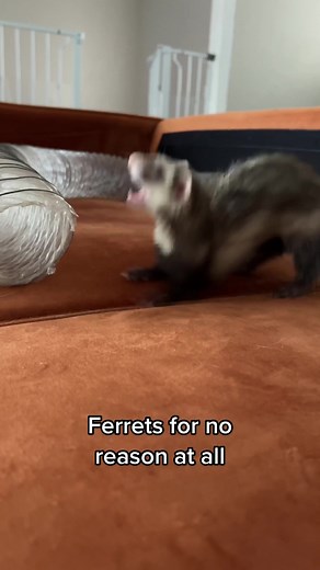Can Ferrets Get Depressed? Understanding Ferret Behavior