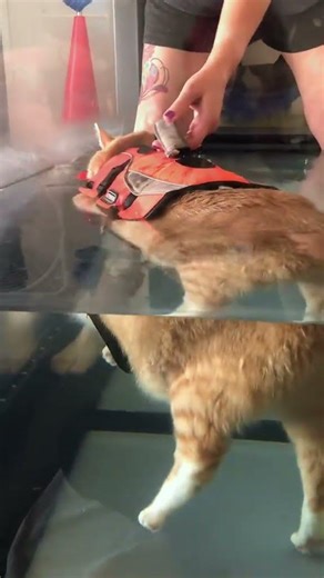 Beluga Whale Meme #cat #funny