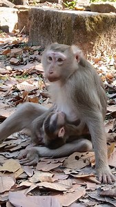 Mom looks tired of nursing baby | BBC Monkey