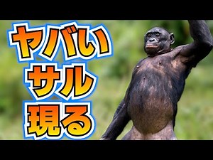 謎のサル、素晴らしい方法で平和を築く