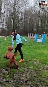 PASS agility avec Sanyi notre Caniche Royal #AgilityChien #EducationCanine #AgilityVie
