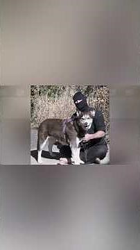 Gene Decode ai Exposes the Piss out of Gene Decode!