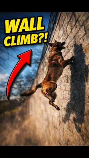 Super dog in Action 🧗‍♂️🐶 #shorts