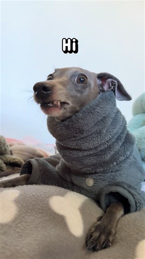 Ernie & Pickle The iggys 🐾 | 💅🏻 pickles message for today | Instagram