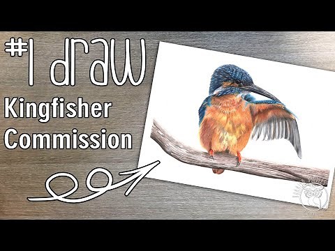 Polychromos colored pencil Kingfisher drawing