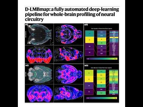 605-D-LMBmap: Automated Pipeline for Whole-Brain Mapping