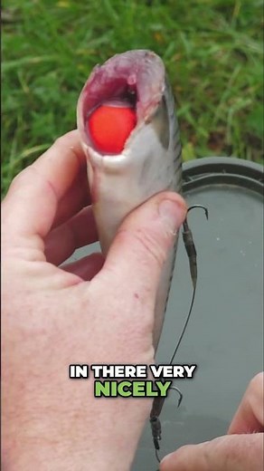 The perfect popped-up deadbait 🎣